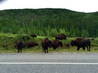 A herd of bison along the road. They have the right-of-way when push comes to shove.