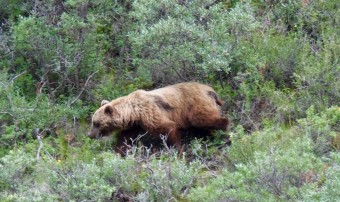 A brown bear looking for berries...or a lone hiker!