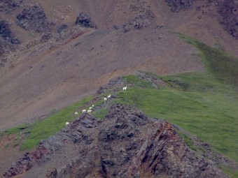 This is about the closest you'll get to Dall Sheep.