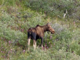 A moose on the loose.