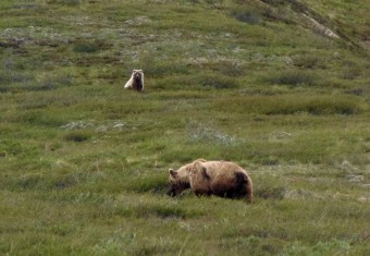 A mother brown bear and one of her cubs.